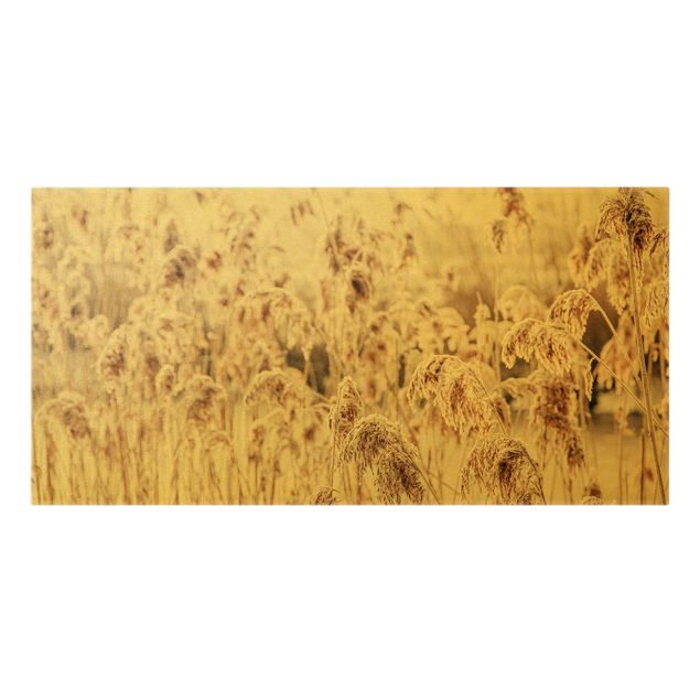 Cuadros de flores An Ocean Of Sunlit Reed