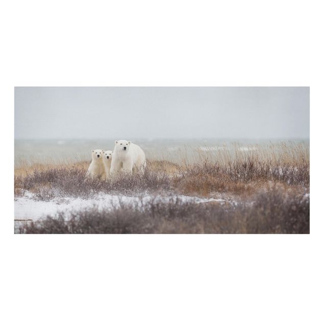 Cuadros de animales Polar Bear And Her Cubs