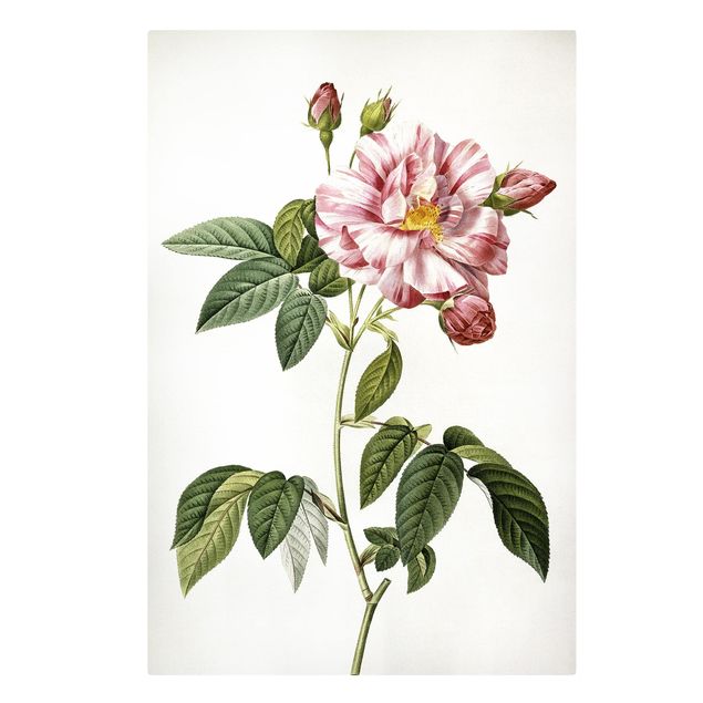 Lienzos de flores Pierre Joseph Redoute - Pink Gallica Rose