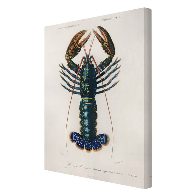 Cuadros modernos Vintage Board Blue Lobster