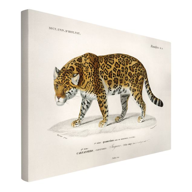 Lienzos de tigres Vintage Board Jaguar
