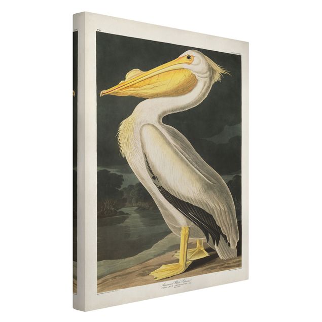 Lienzos animales Vintage Board White Pelican