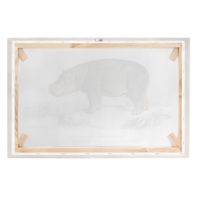 Lienzo vintage Vintage Board Hippo