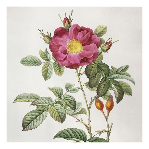 Lienzos de flores Pierre Joseph Redoute - Portland Rose