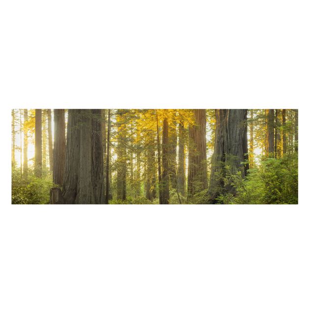 Lienzos de bosques Redwood National Park
