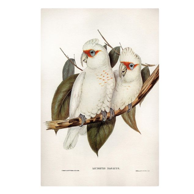 Cuadros de flores Vintage Illustration White Cockatoo