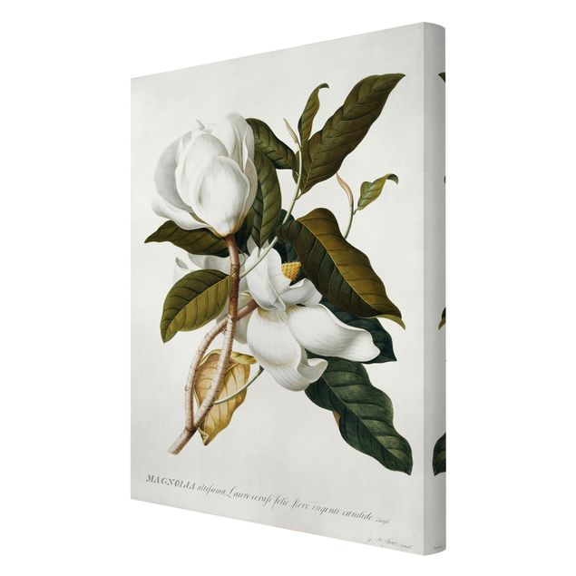 Cuadros de flores Georg Dionysius Ehret - Magnolia