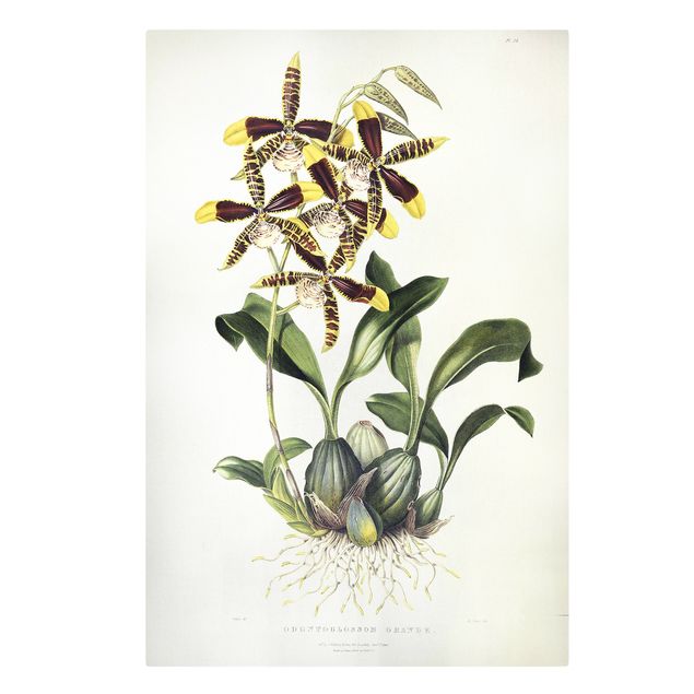 Cuadros famosos Maxim Gauci - Orchid II