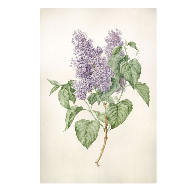 Cuadros de plantas Maria Geertruyd Barber-Snabilie - Lilac