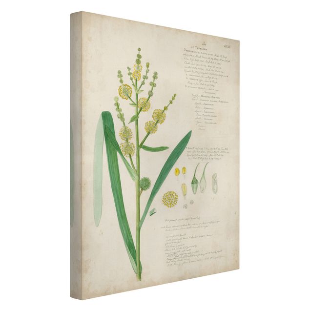 Cuadros de plantas naturales Vintage Botany Drawing Grasses IV
