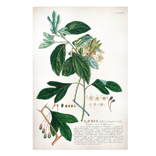 Cuadros plantas Vintage Botanical Illustration Laurel