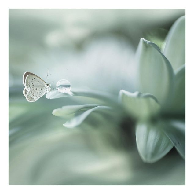 Lienzos flores Butterfly And Dew Drops In Pastel Green