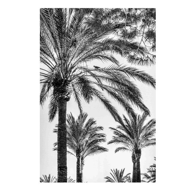 Lienzos en blanco y negro Palm Trees At Sunset Black And White