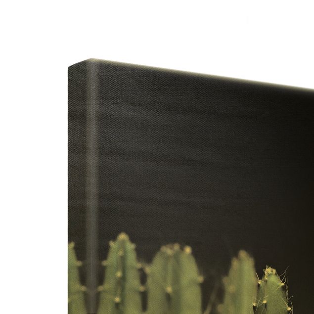 Cuadros de Monika Strigel Desert Cactus At Night