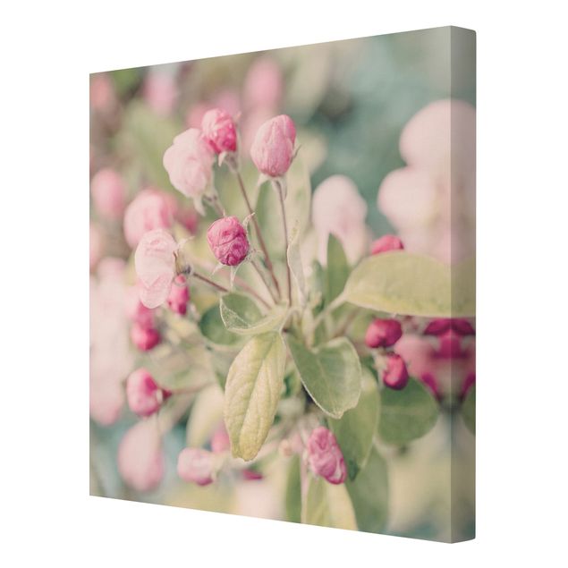 Cuadros Haase Apple Blossom Bokeh Light Pink