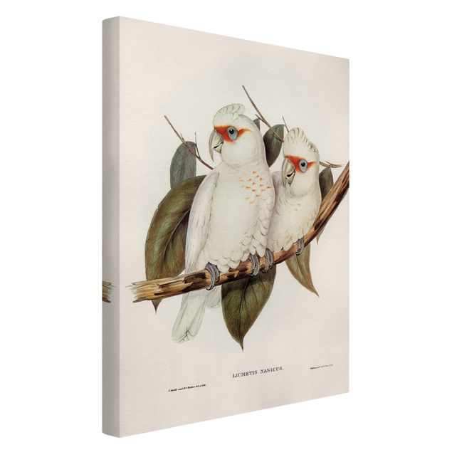 Cuadros plantas Vintage Illustration White Cockatoo