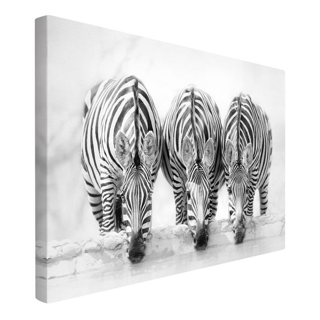 Lienzos blanco y negro Zebra Trio In Black And White