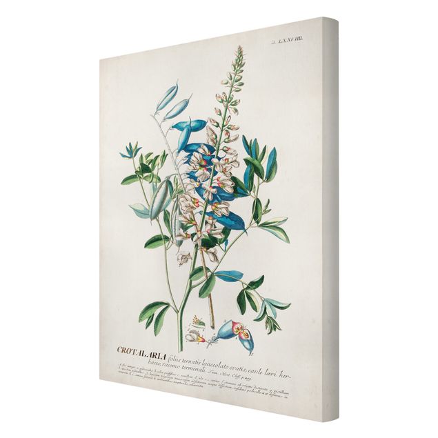 Cuadros decorativos Vintage Botanical Illustration Legumes