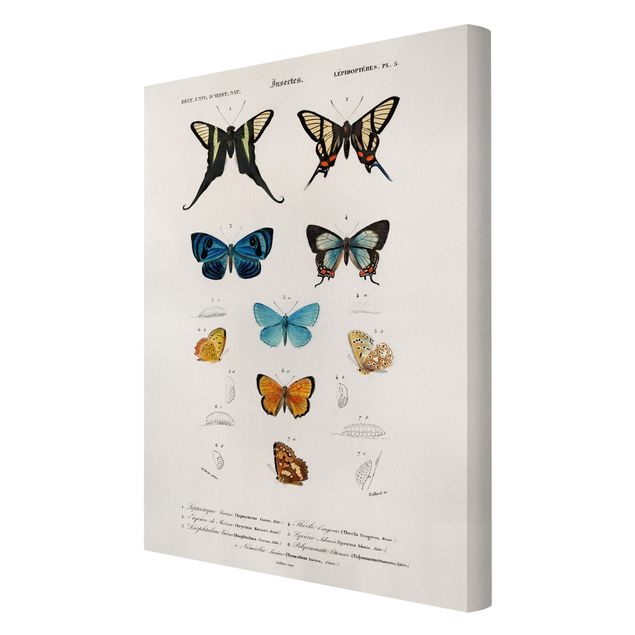 Cuadros retro vintage Vintage Board Butterflies I