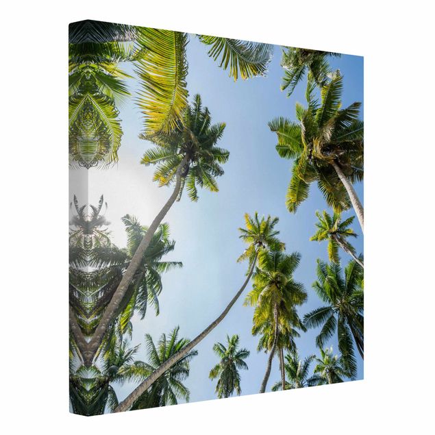 Cuadros paisajes naturaleza Palm Tree Canopy