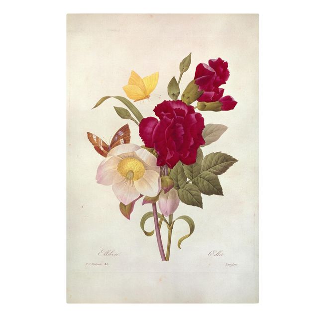 Cuadros en lienzo de flores Pierre Joseph Redoute - Hellebore