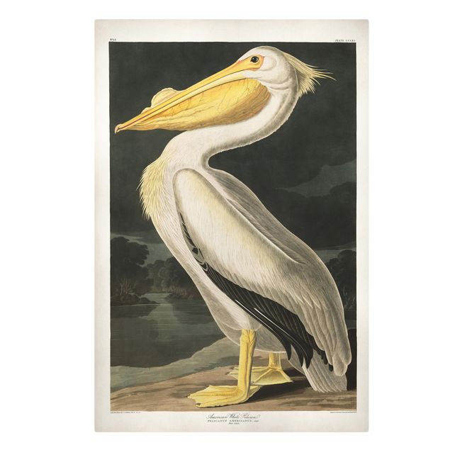 Cuadros retro Vintage Board White Pelican