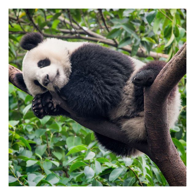 Cuadros de selva Sleeping Panda On Tree Branch