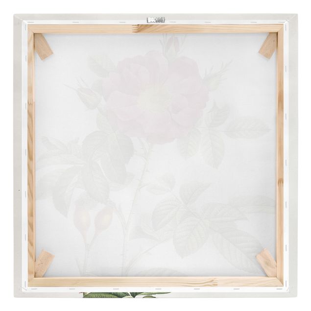 Cuadros de flores Pierre Joseph Redoute - Portland Rose