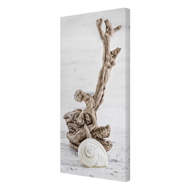 Lienzos paisajes White Snail Shell And Root Wood