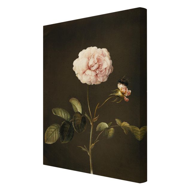 Cuadros de plantas naturales Barbara Regina Dietzsch - French Rose With Bumblbee