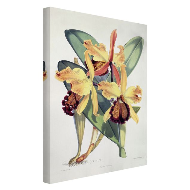 Láminas cuadros famosos Walter Hood Fitch - Orchid