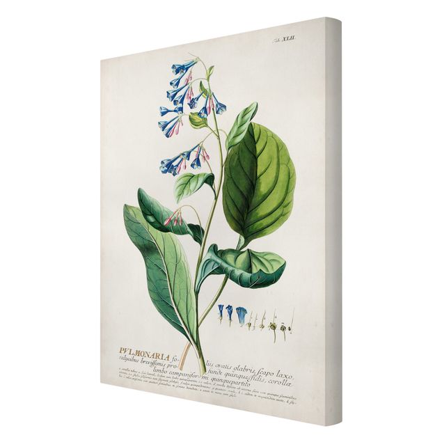 Cuadros tonos verdes Vintage Botanical Illustration Lungwort