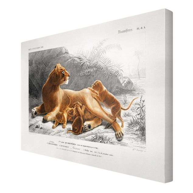 Cuadro con paisajes Vintage Board Lioness And Lion Cubs