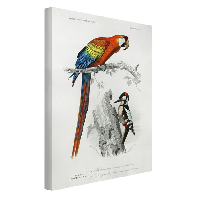 Lienzos animales Vintage Board Parrot Red Blue