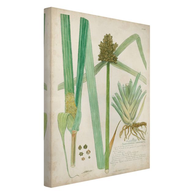 Cuadros de plantas naturales Vintage Botany Drawing Grasses III