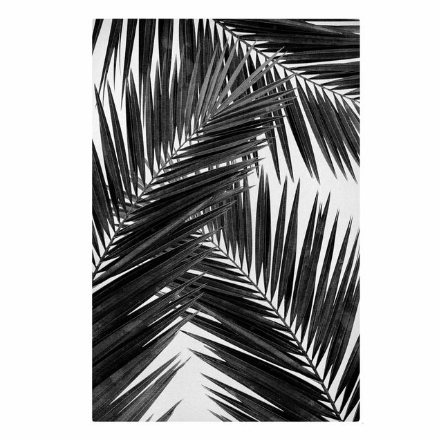 Cuadros plantas View Through Palm Leaves Black And White