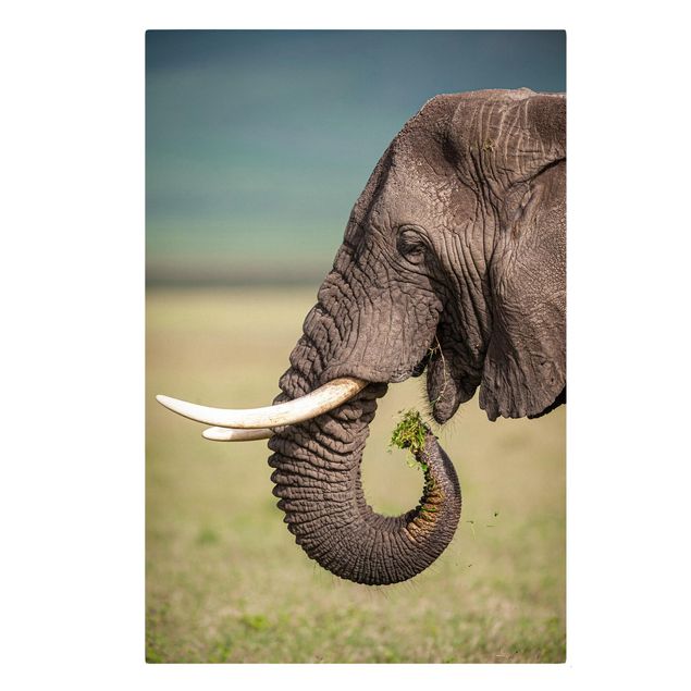Lienzos animales Feeding Elephants In Africa