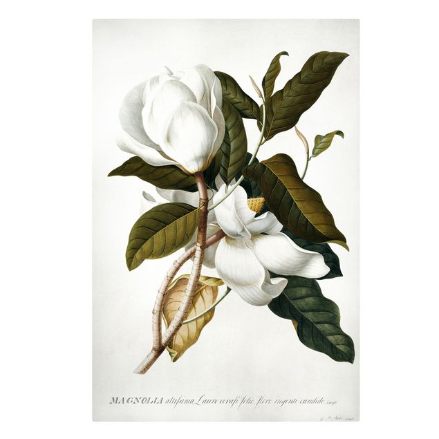 Cuadros plantas Georg Dionysius Ehret - Magnolia