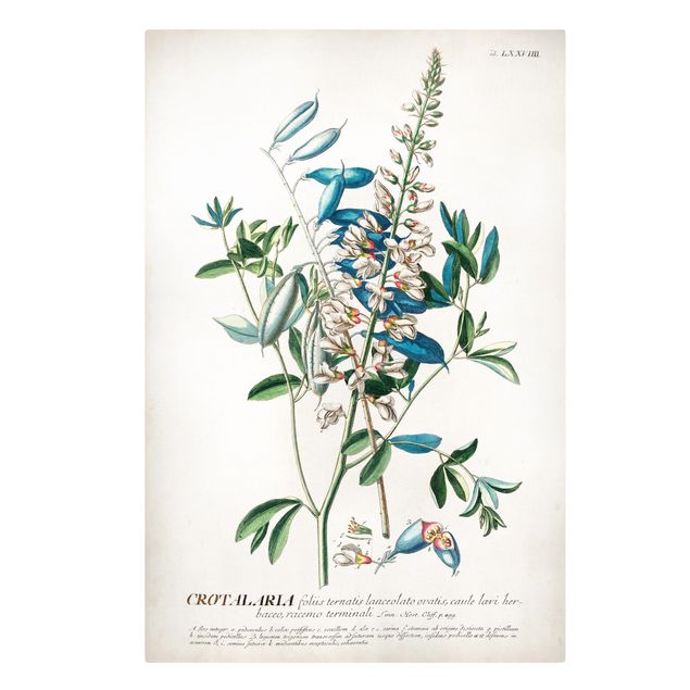 Cuadro azul Vintage Botanical Illustration Legumes