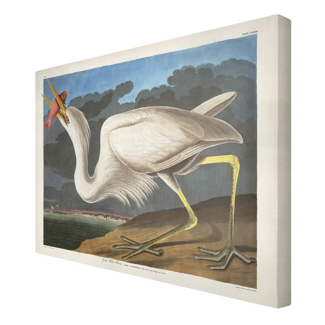 Lienzos animal Vintage Board Great White Egret