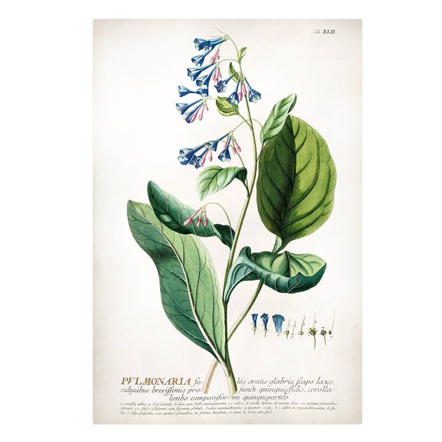 Cuadros de plantas naturales Vintage Botanical Illustration Lungwort