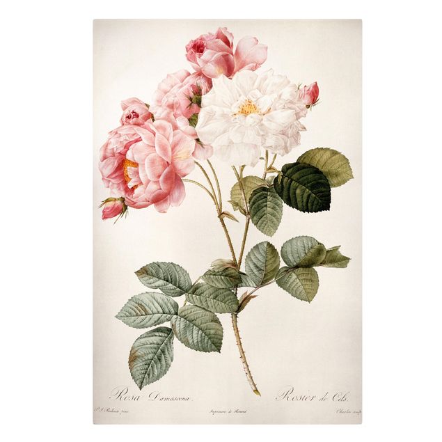 Cuadros en lienzo de flores Pierre Joseph Redoute - Pink Damascena