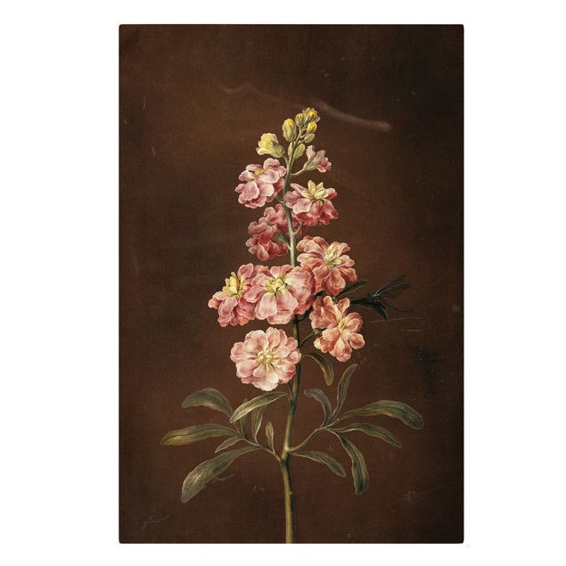 Cuadros de plantas naturales Barbara Regina Dietzsch - A Light Pink Gillyflower