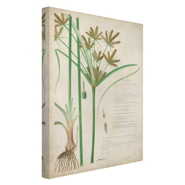 Cuadros de plantas Vintage Botany Drawing Grasses I