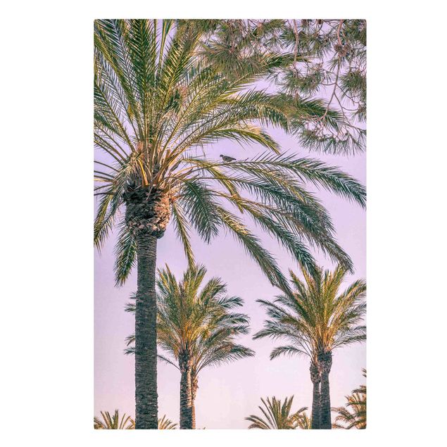 Cuadros plantas Palm Trees At Sunset