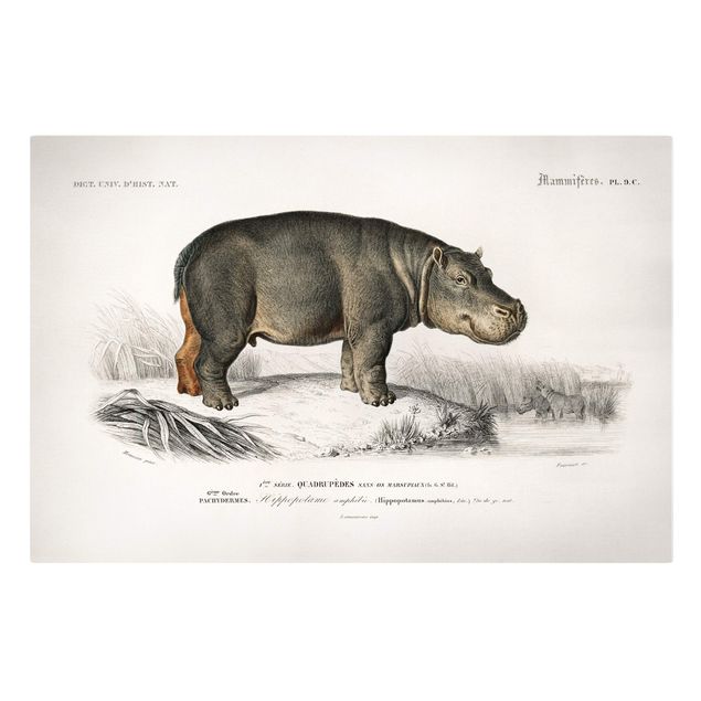 Cuadros paisajes Vintage Board Hippo