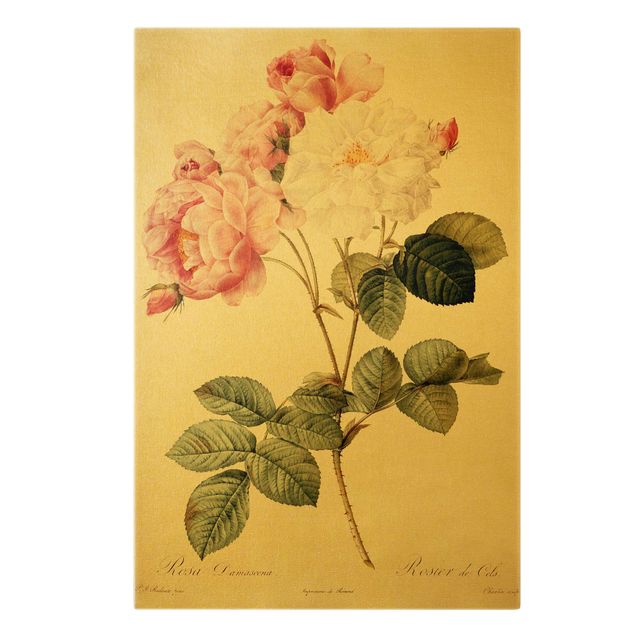 Lienzos de flores Pierre Joseph Redoute - Rosa Damascena