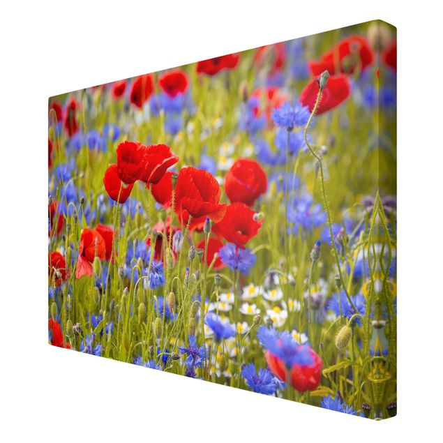 Cuadros flores Summer Meadow With Poppies And Cornflowers