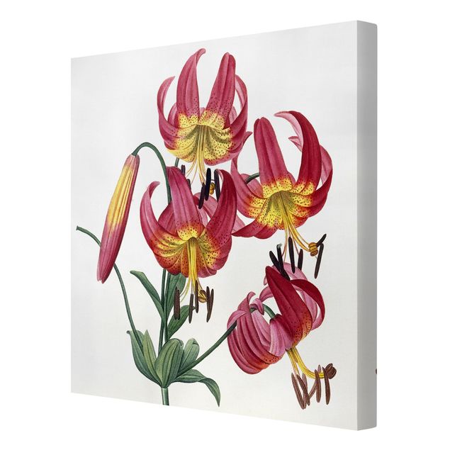 Cuadros de flores Pierre Joseph Redoute - Lilium Superbum