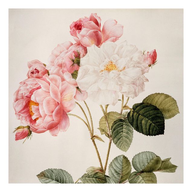 Lienzos flores Pierre Joseph Redoute - Pink Damascena
